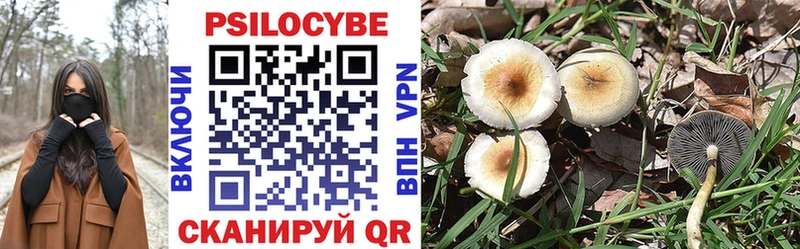 закладка  Аргун  Псилоцибиновые грибы GOLDEN TEACHER 